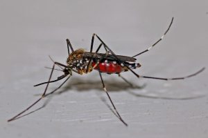 3-6 komar1