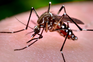 Komár Aedes aegypti, prenášač vírusu zika.