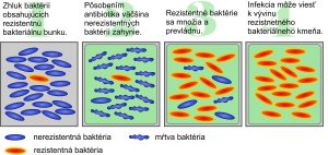 Vývin bakteriálneho kmeňa rezistentného proti antibiotikám