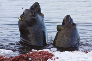 Tulene slonie so špeciálnymi senzormi poskytujú vedcom informácie o morských prúdoch v zálive Prydz.