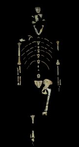 Lucy, 3,18 milióna rokov stará fosília druhu Australopithecus afarensis (foto John Kappelman)