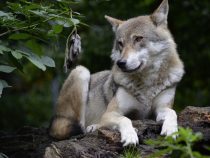 Vlk – viac bojazlivý než krvilačný