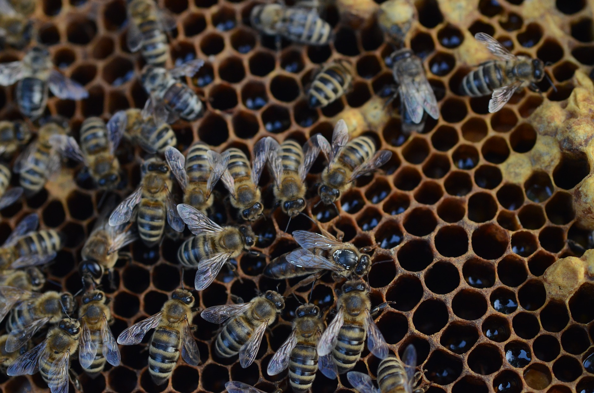 Пчелосемьями купить краснодарский. Пчелы. Соты. Пчелы и мед. Пчелиный мёд.