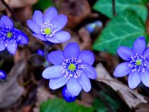 Modré jarné kvety