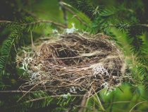 Čo poháňa vývoj stavby vtáčích hniezd?