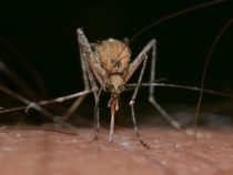 Zika – nové komplikácie