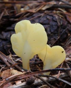 Lopatička žltkastá je zaujímavá tvarom plodníc, ktoré pripomínajú malé varešky.