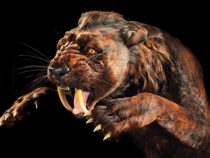 Giganty ľadovej doby