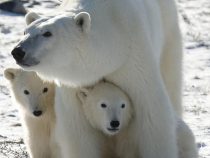 Znečistenie Arktídy ohrozuje medvede