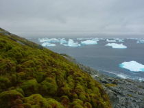 Antarktický polostrov je zelenší