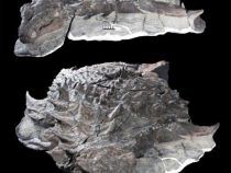 Maskovaný živý tank