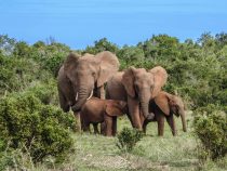 Materská dovolenka pre slony