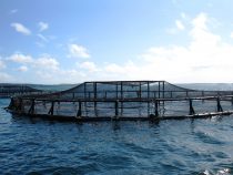 Akvakultúra nasýti ľudstvo