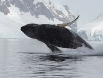 Veľryby sú praváci