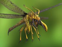 Junior Internet AMAVET 2018