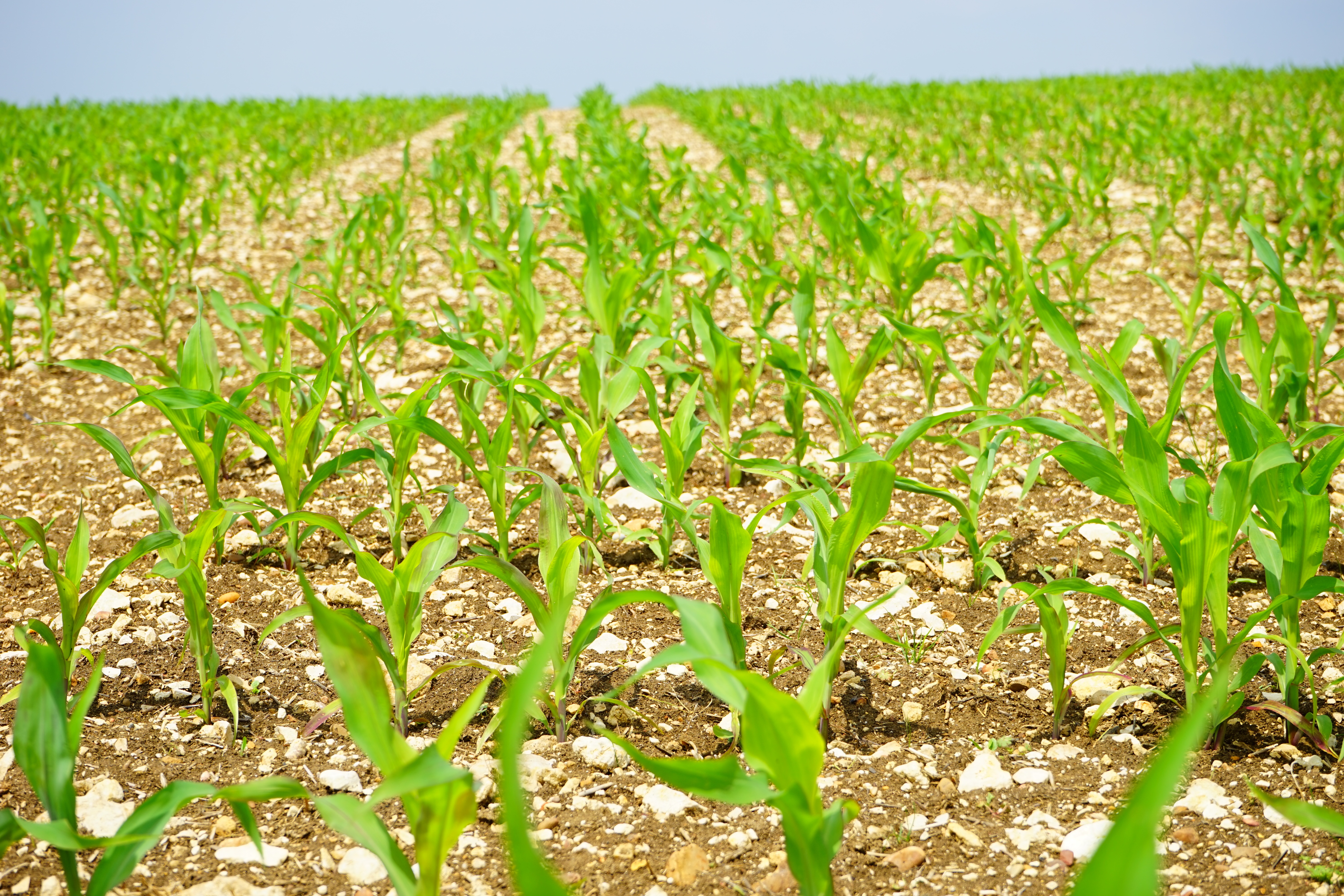 Повышение урожайности растений. Сельскохозяйственные растения. Посев пшеницы. Посев кукурузы. Всходы кукурузы.