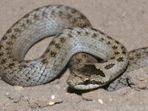 Nezvyčajné zmysly hadov