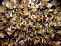 Agresívne včely
