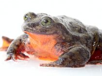 Znovu nájdená žaba