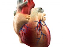 Náhradné časti srdca