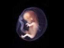 Embryá plné svalov