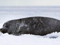 Tajomný tuleň bajkalský
