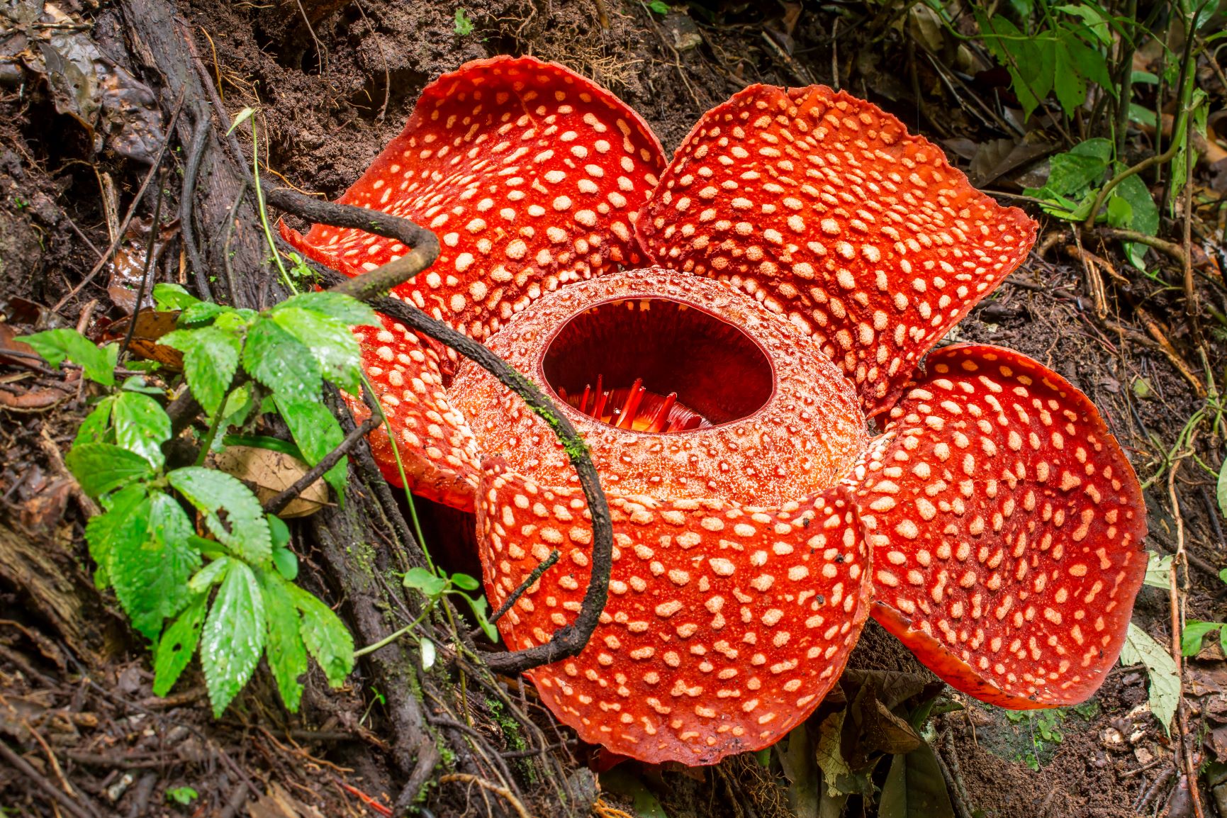paraziták rafflesia belféregirto gyogyszer