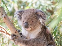 Smädná koala