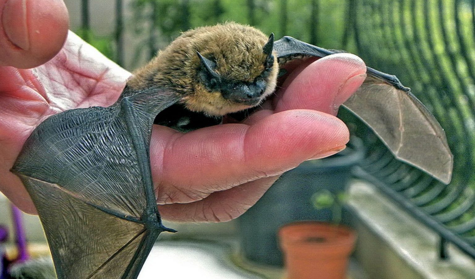 Hypsugo savii foto Royonx, wiki Časopis Quark