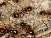 Vynachádzavé mravce