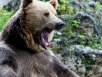 Čo cíti medveď