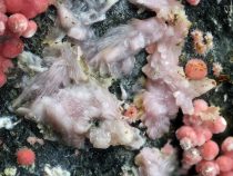 Slovensko dalo svetu nový minerál – dobšináit