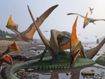 Výnimočne zachované pterosaury