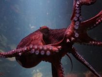 Snívajú chobotnice?