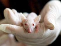 Myši v boji s atrofiou
