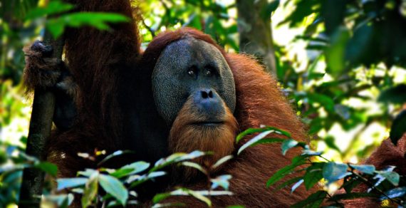 Zmenšujúce sa orangutany