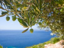 Dávna olivová tradícia