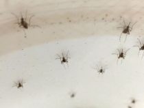 Chemická vojna s komármi
