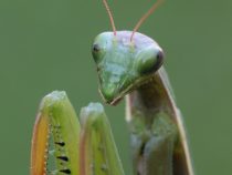 Nenásytný predátor