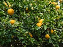 Čína rodiskom citrusov