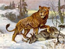 Neandertálci, lovci levov