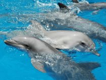 Elektrorecepcia delfínov