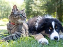 Psy, mačky a ľudské gestá