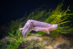 Plávajúca sépia, v pozadí morská vegetácia