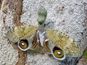 Polokrídlovec lampárka s výraznou kresbou očí na krídlach