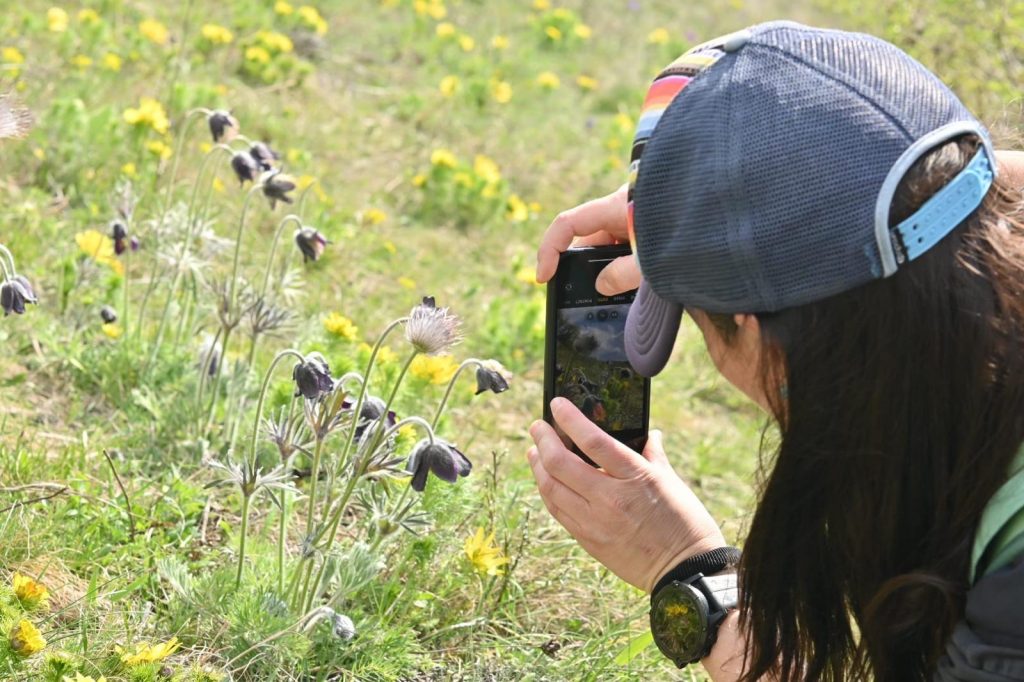 Fotenie kvetov ponikleca mobilom