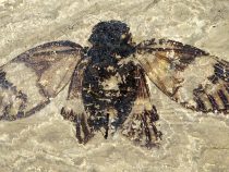 Prvá spievajúca cikáda