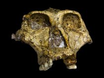 Variácie medzi homininmi