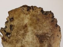 Boj s levom v Anglicku