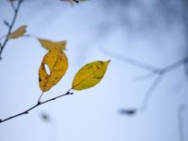 Symetria pomáha stromom